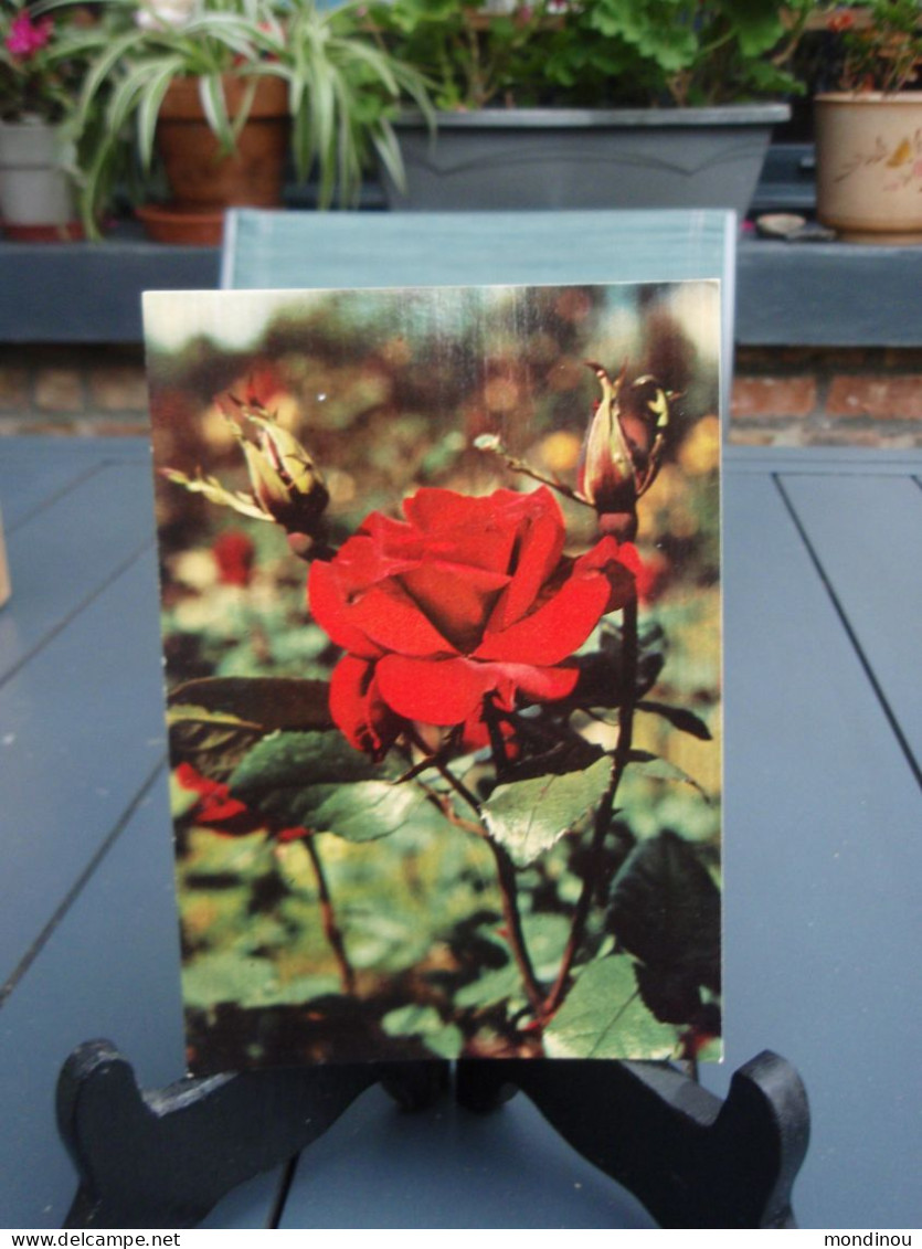 Belle Cpsm Fleurs - Rose Rouge - Fleurs