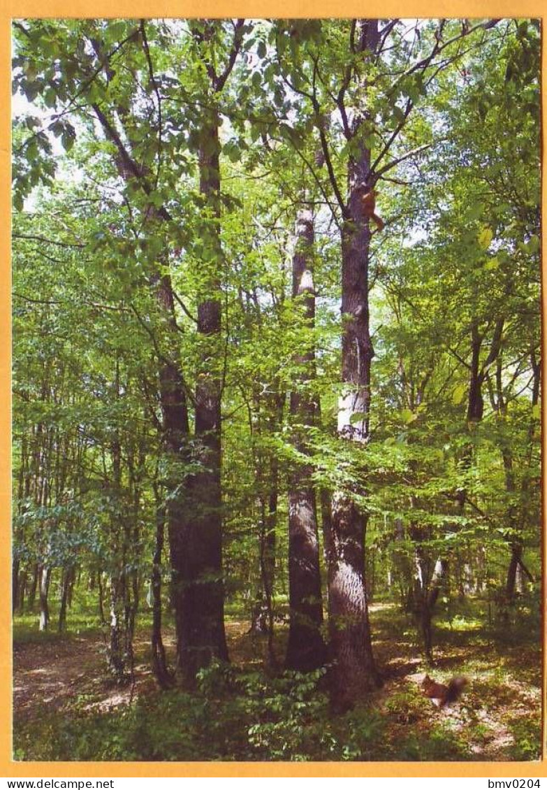 2017 Moldova Moldavie Special Postal Cancellation. "Month Of The Forest". Elk, Hare, Butterflies, Flowers, Birds. - Moldavië