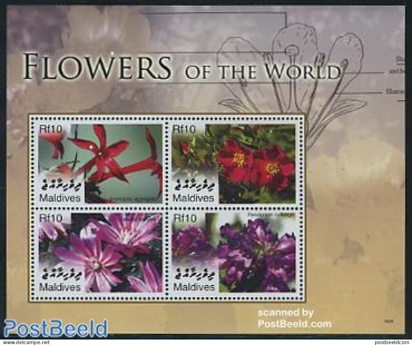 Maldives 2006 Flowers Of The World 4v M/s, Ipomopsis Afggregata, Mint NH, Nature - Flowers & Plants - Maldives (1965-...)