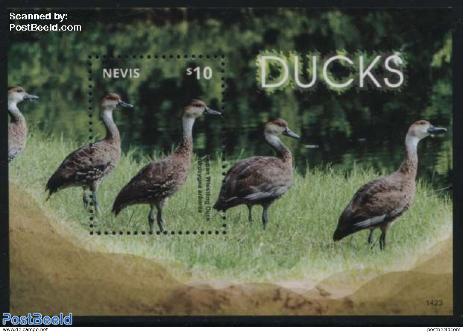 Nevis 2014 Ducks S/s, Mint NH, Nature - Birds - Ducks - St.Kitts Und Nevis ( 1983-...)