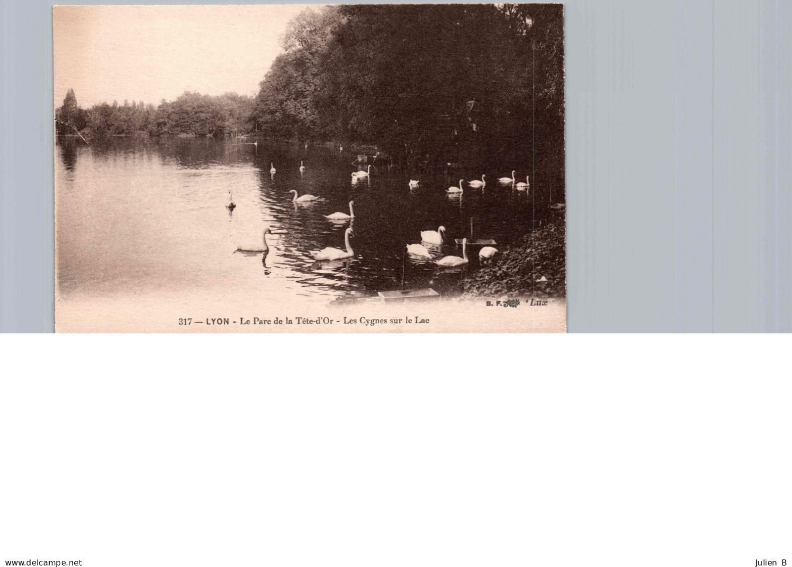 Lyon, Parc De La Tête D'Or, Les Cygnes Sur Le Lac - Lyon 6