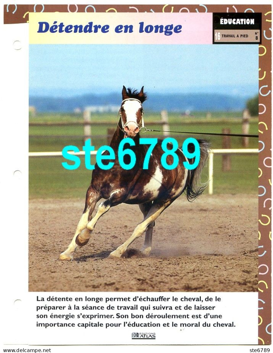 Cheval Horse Chevaux DETENDRE EN LONGE Fiche Dépliante - Animaux