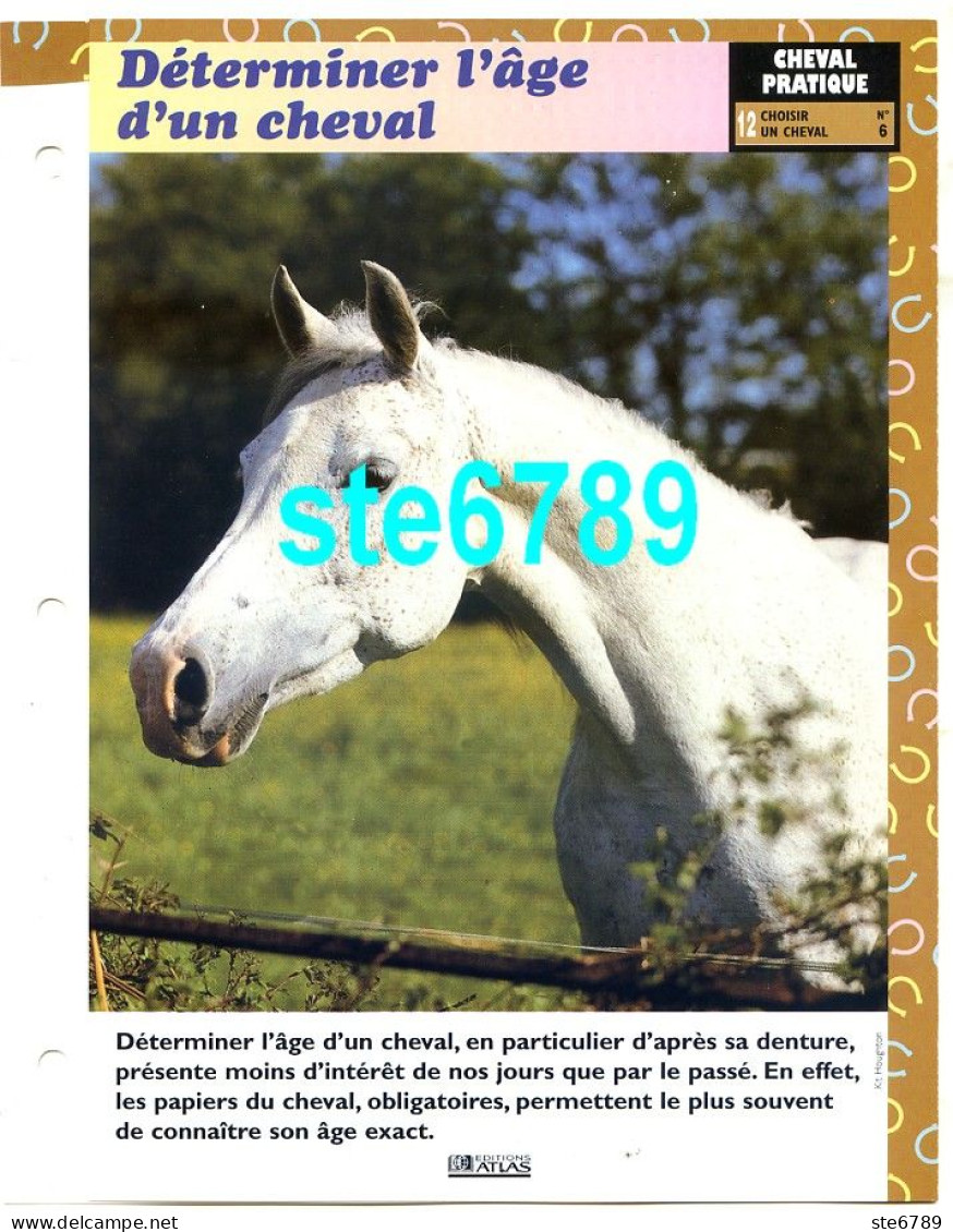 Cheval Horse Chevaux DETERMINER AGE DU CHEVAL Fiche Dépliante - Tiere