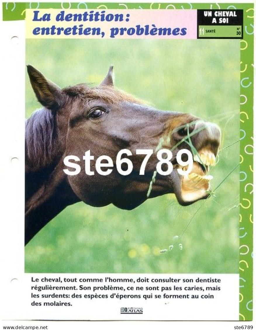 Cheval Horse Chevaux LA DENTITION ENTRETIEN PROBLEMES Santé Fiche Dépliante - Tiere