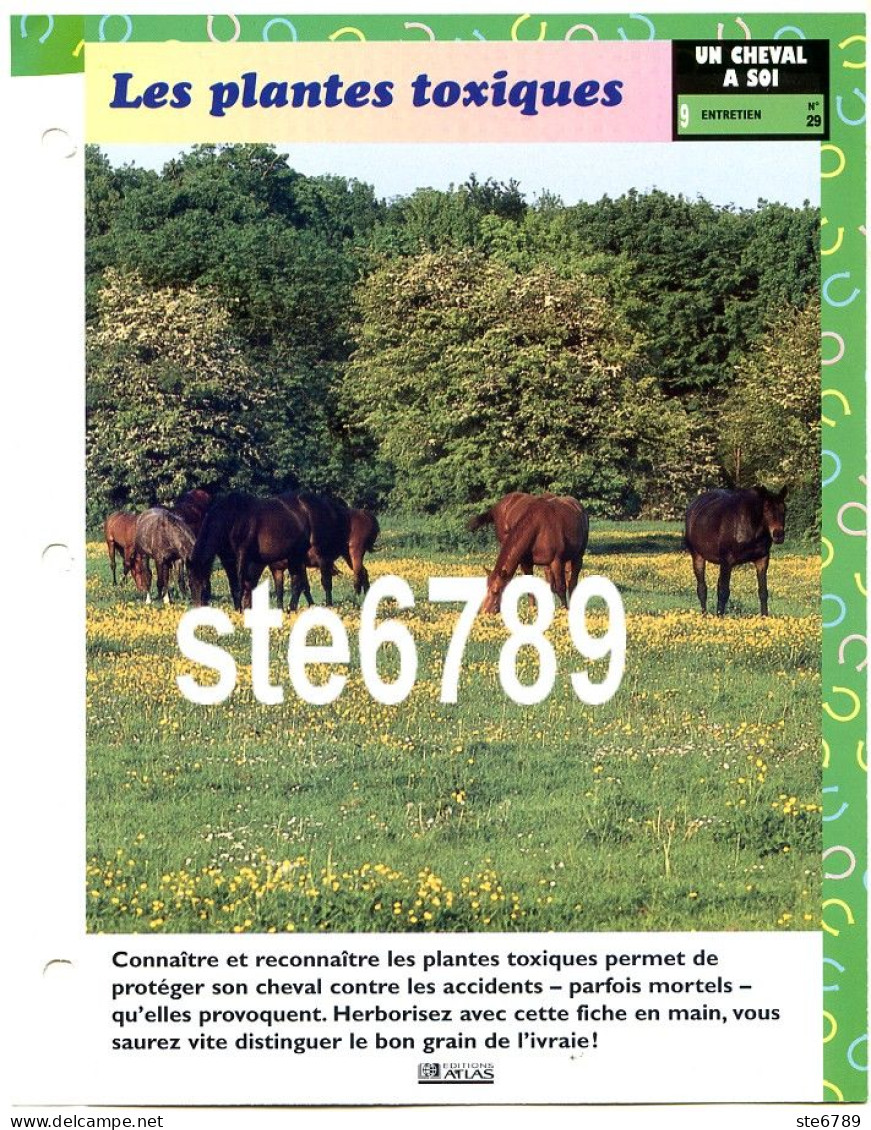 Cheval Horse LES PLANTES TOXIQUES Entretien Fiche Dépliante - Animaux