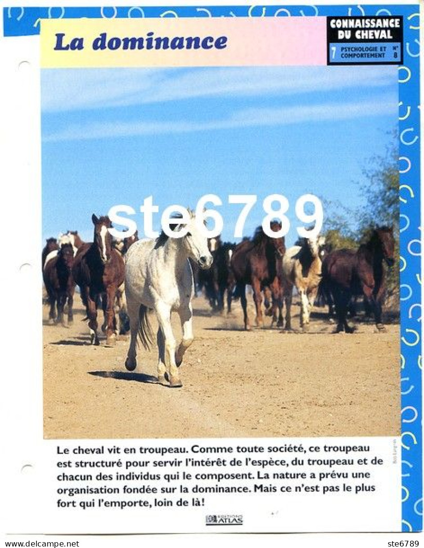 Cheval LA DOMINANCE Horse Chevaux Comportement Fiche Dépliante - Animaux