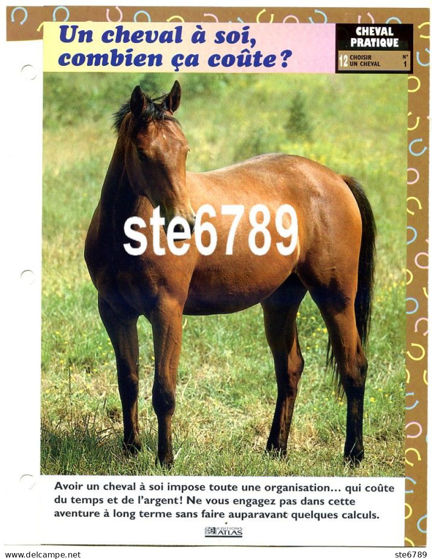 Cheval Horse Chevaux UN CHEVAL A SOI COMBIEN CA COUTE ? Fiche Dépliante - Tiere