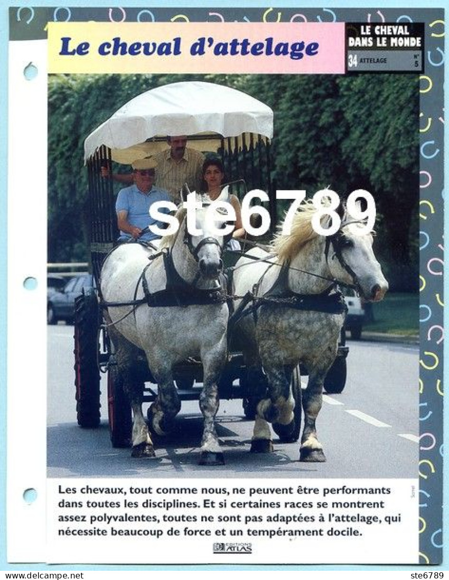 Cheval LE CHEVAL D'ATTELAGE Horse Chevaux Fiche Dépliante - Animaux