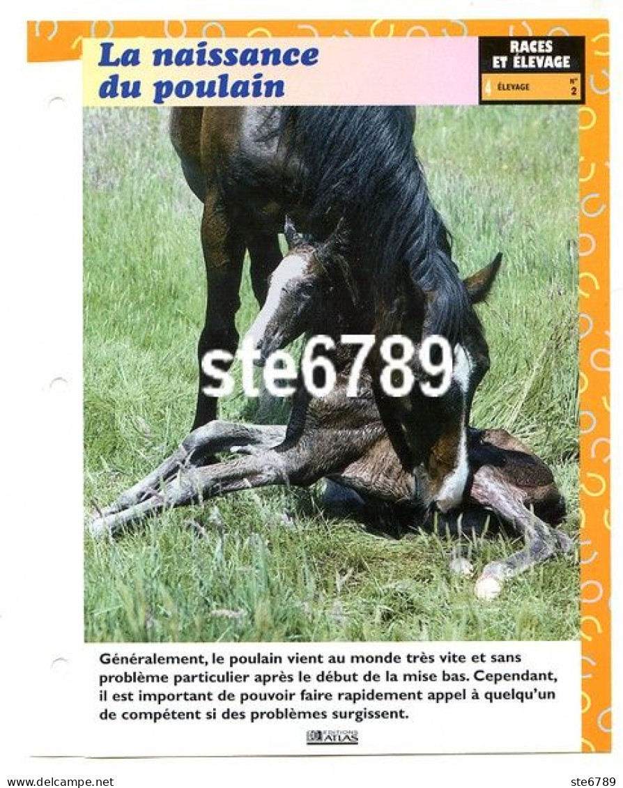 LA NAISSANCE DU POULAIN  Cheval Horse Chevaux Races Et Elevage Fiche Dépliante - Dieren