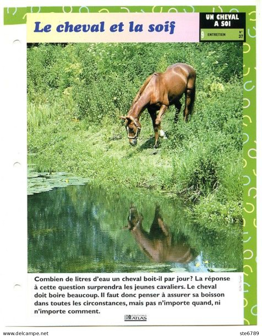LE CHEVAL ET LA SOIF  Horse Chevaux Un Cheval à Soi Entretien Fiche Dépliante - Animaux