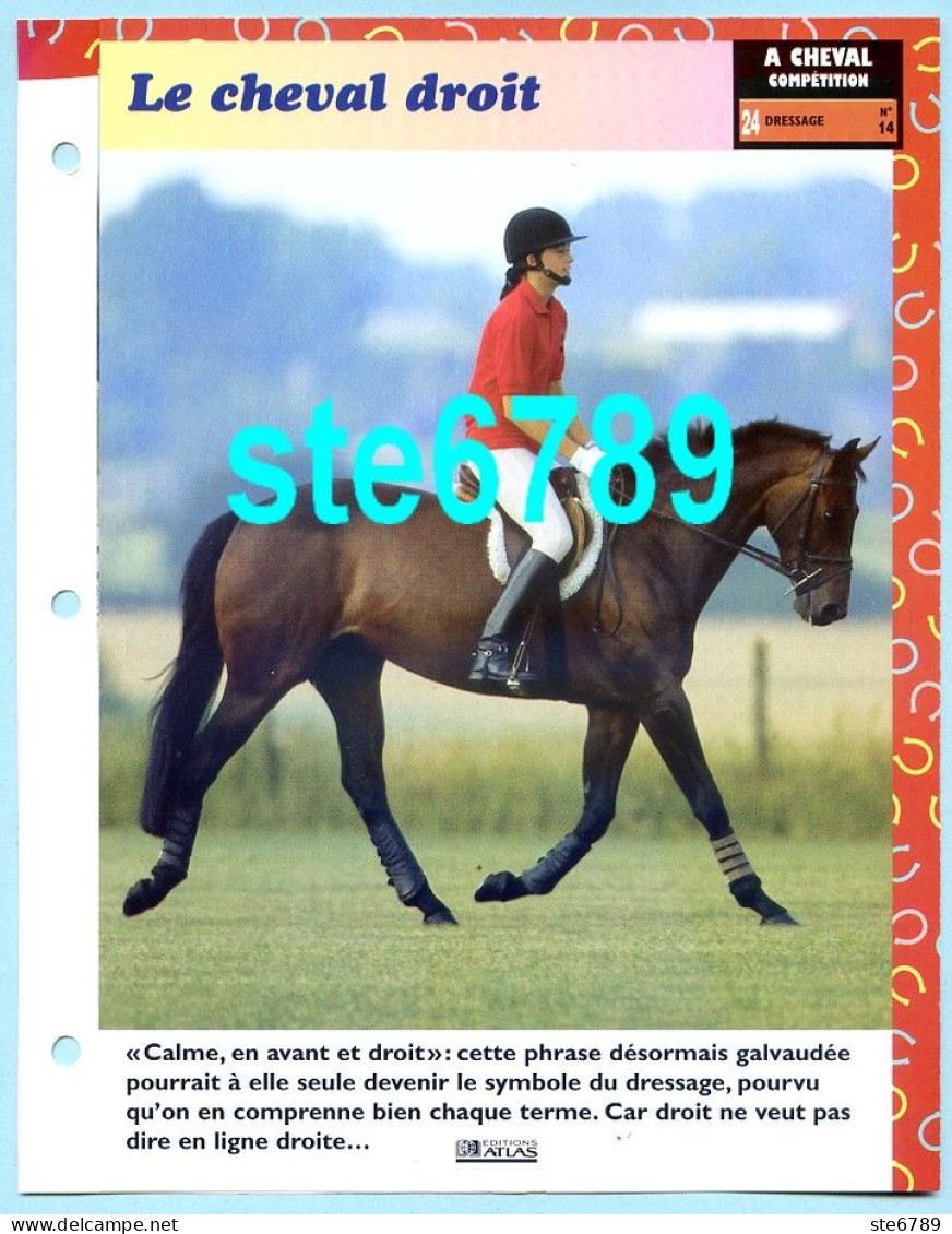 LE CHEVAL DROIT  Horse Chevaux A Cheval Cavalier Compétition Equitation Fiche Dépliante - Animales