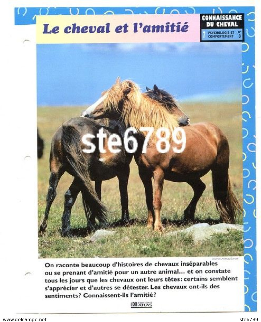 LE CHEVAL ET L'AMITIE  Horse Chevaux Connaissance Du Cheval Fiche Dépliante - Animales