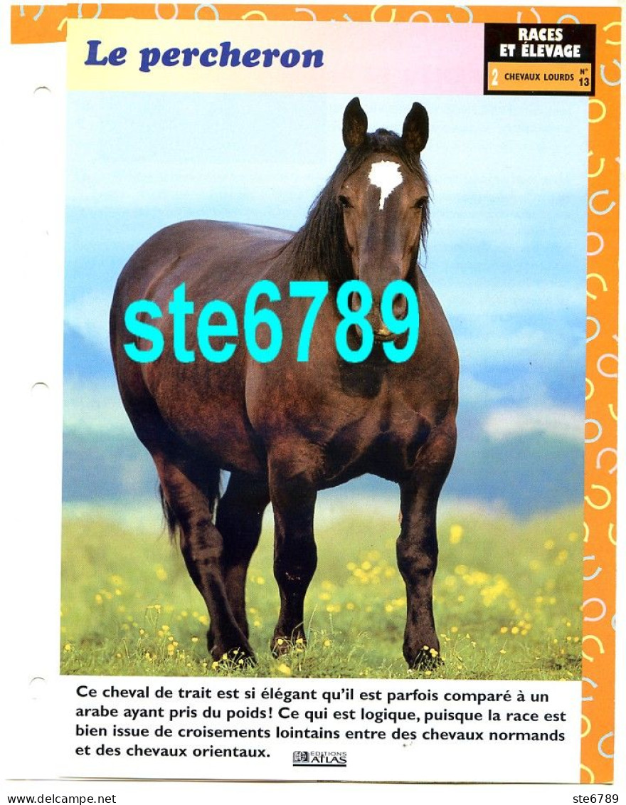LE PERCHERON  Cheval Horse Chevaux Fiche Dépliante - Animales