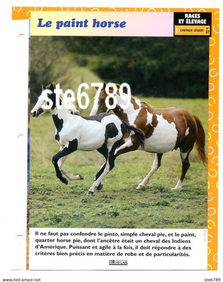 LE PAINT HORSE Cheval Horse Fiche Dépliante - Animaux