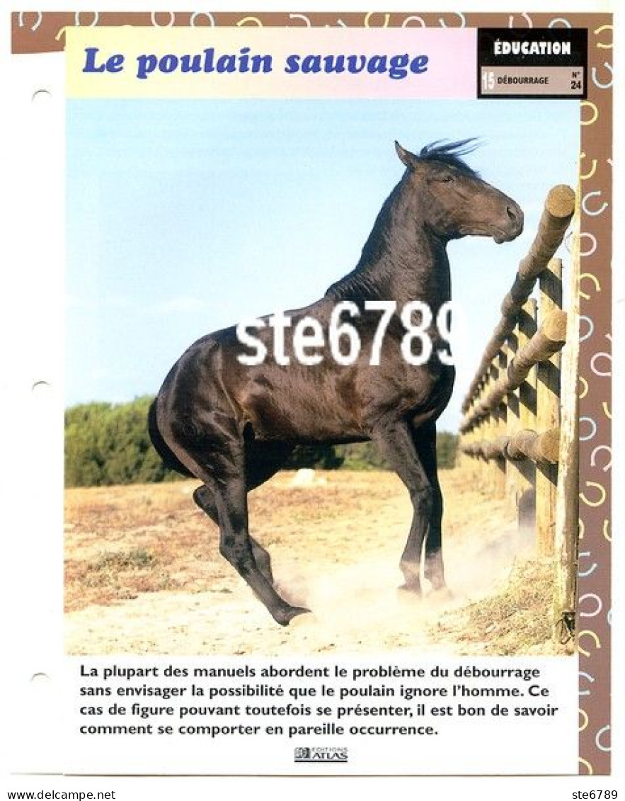 LE POULAIN SAUVAGE  Horse  Chevaux  Education  Cheval  Débourrage Fiche Dépliante - Animaux