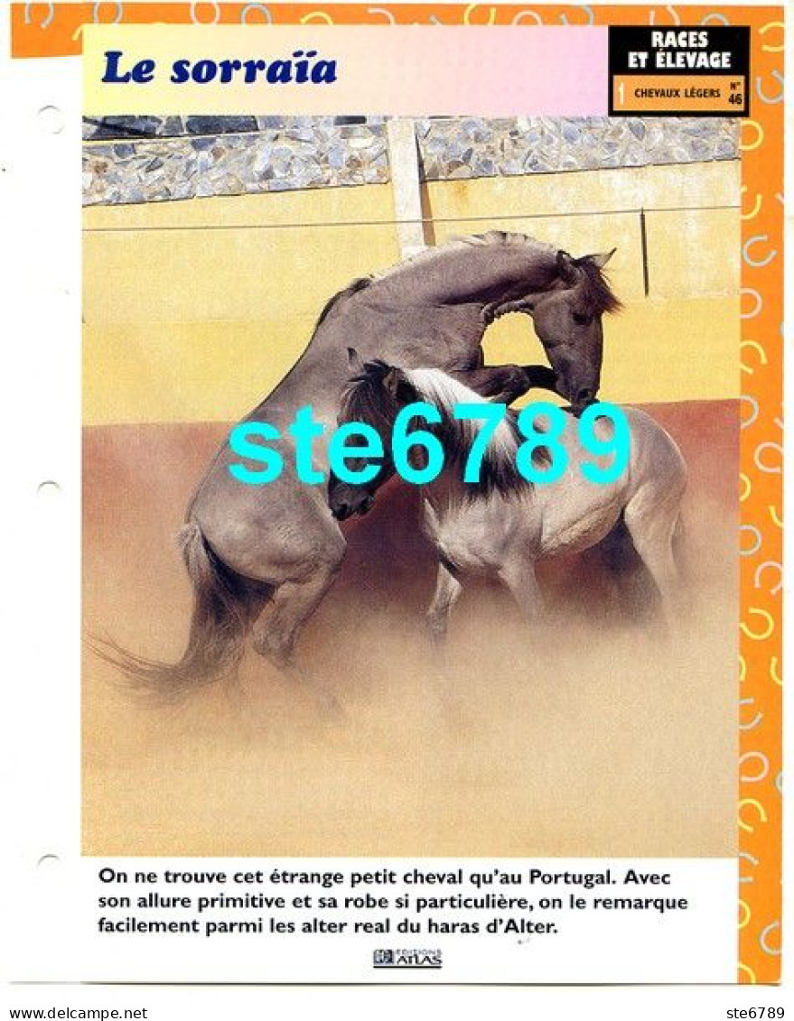LE SORRAIA  Cheval Horse Chevaux Fiche Dépliante - Animaux