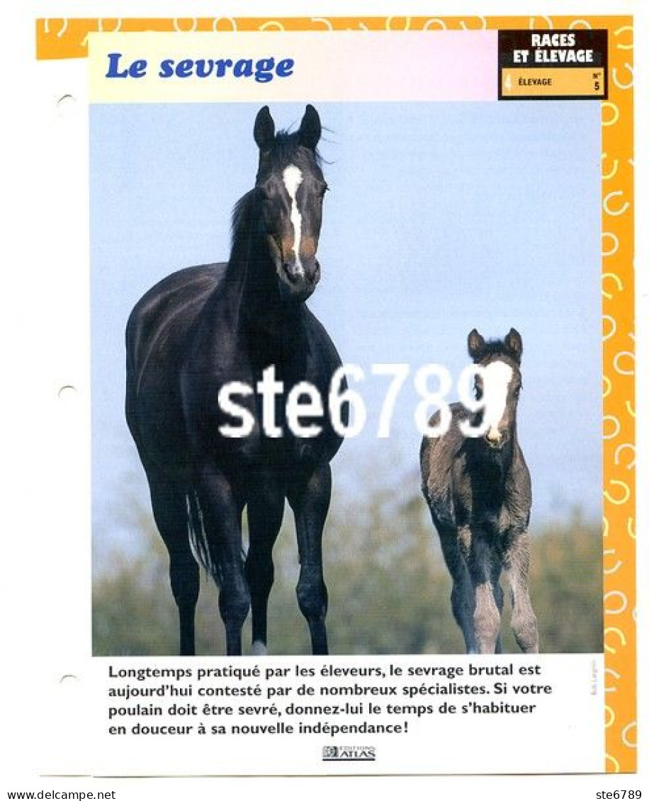 LE SEVRAGE Cheval Horse Chevaux Races Et Elevage Fiche Dépliante - Animales