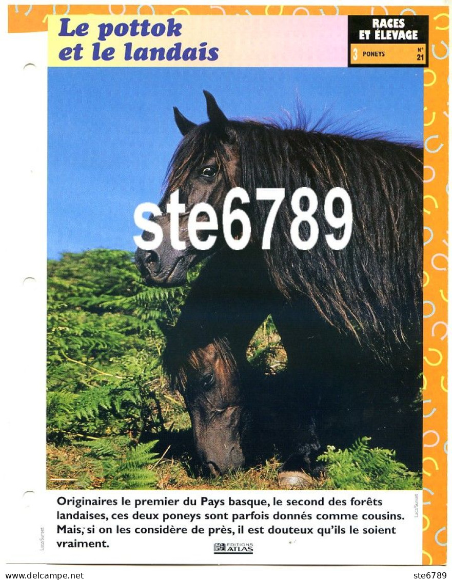 LE POTTOK  Poney  Cheval Horse Chevaux Fiche Dépliante - Tiere