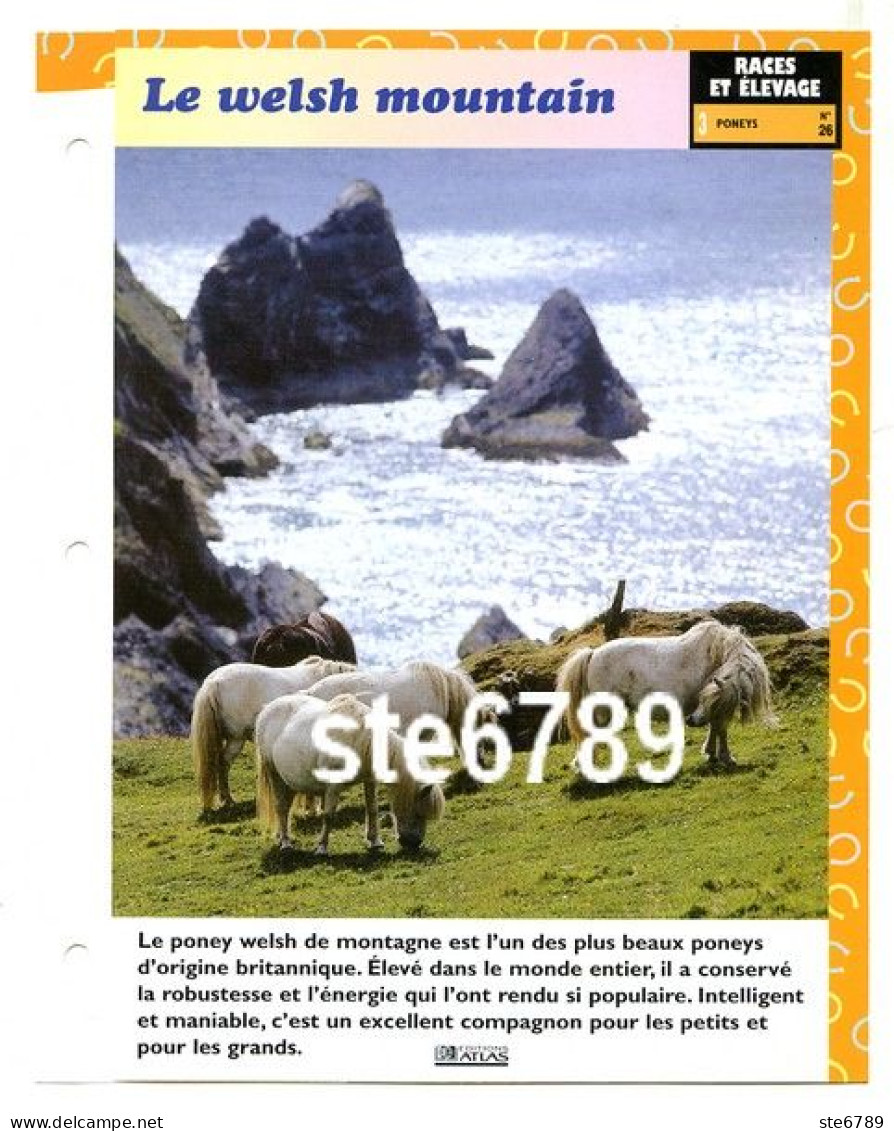 LE WELSH MOUNTAIN  Poney Cheval Horse Fiche Dépliante - Animaux