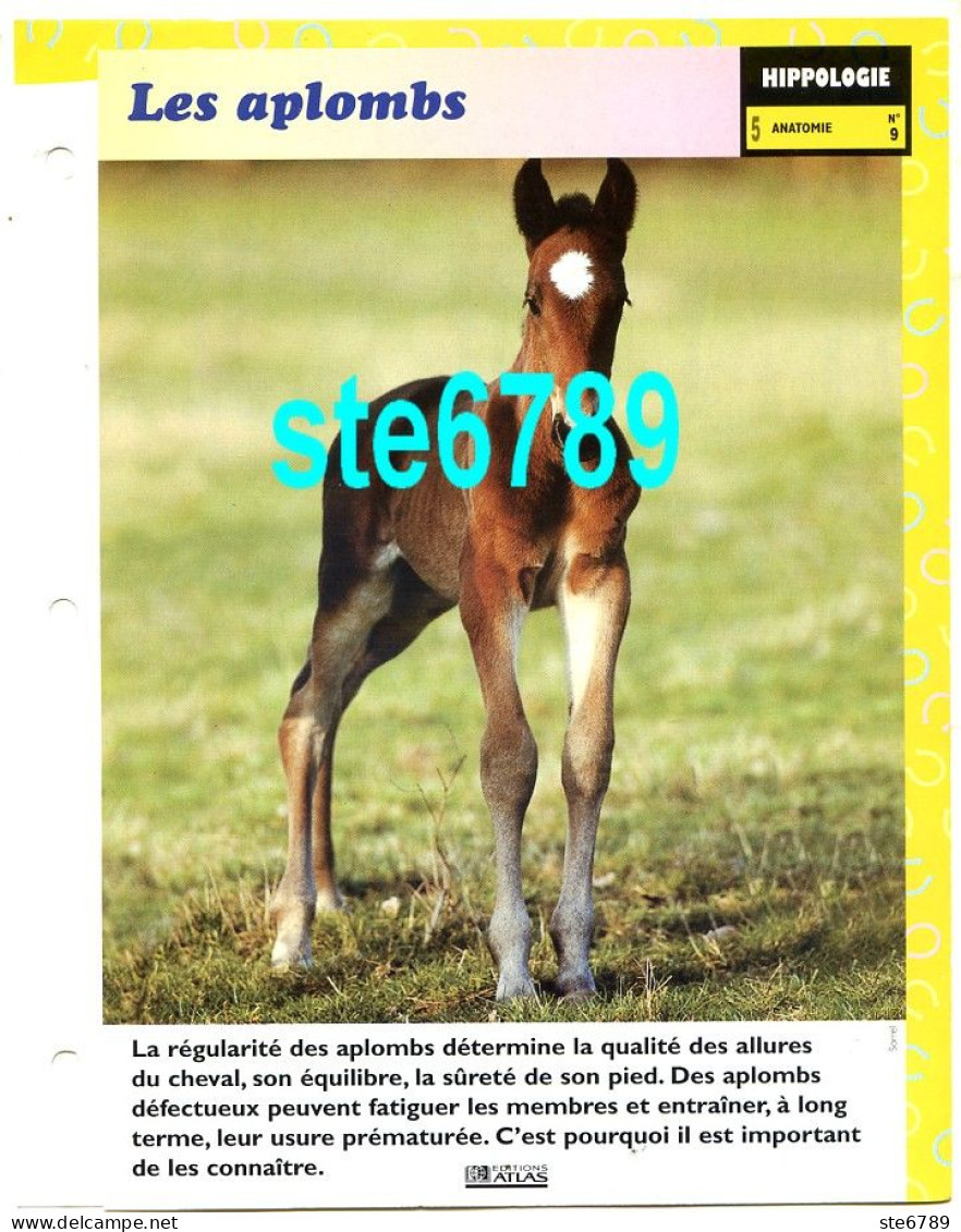 LES APLOMBS Anatomie Cheval Horse Chevaux Fiche Dépliante - Animaux