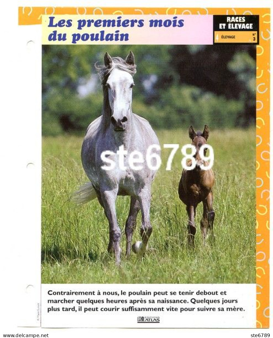 LES PREMIERS MOIS DU POULAIN  Cheval Horse Chevaux Races Et Elevage Fiche Dépliante - Dieren