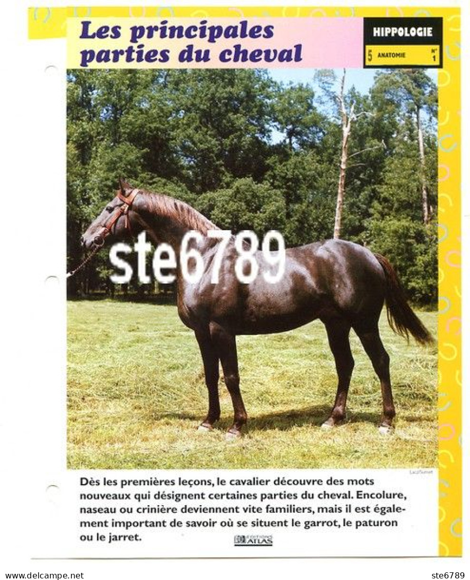 LES PRINCIPALES PARTIES DU CHEVAL Horse Chevaux Hippologie Fiche Dépliante - Animales