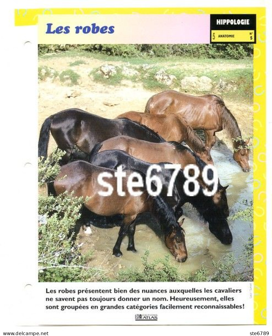LES ROBES Cheval Horse Chevaux Hippologie Fiche Dépliante - Animaux