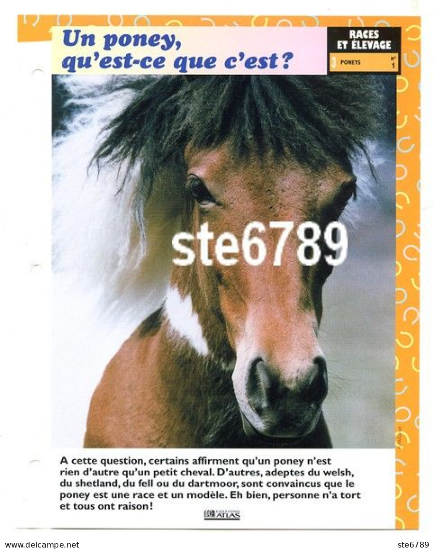 UN PONEY QU'EST CE QUE C'EST ?  Poney Cheval Horse Fiche Dépliante - Animales