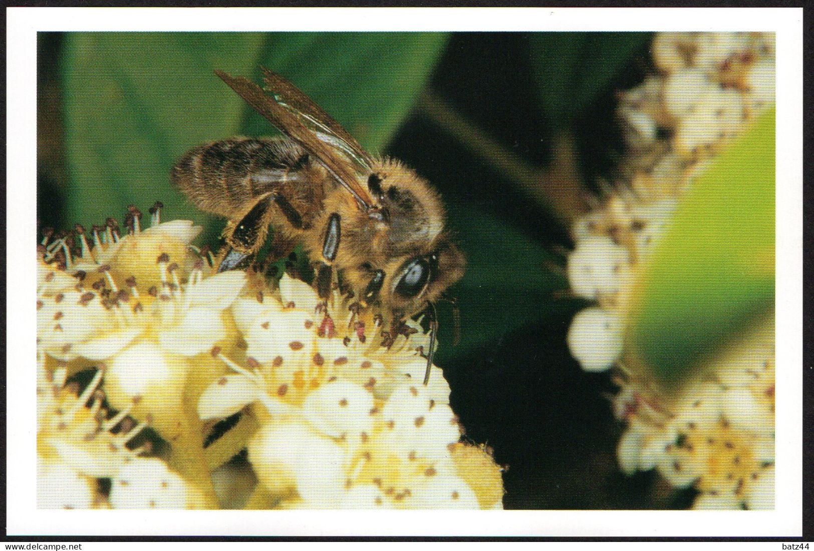 CP Publicitaire Abeille Bee Apis Mellifera Sur Fleur De Tilleul  Domaine Apicole De Chezelles 36500 - Insectos