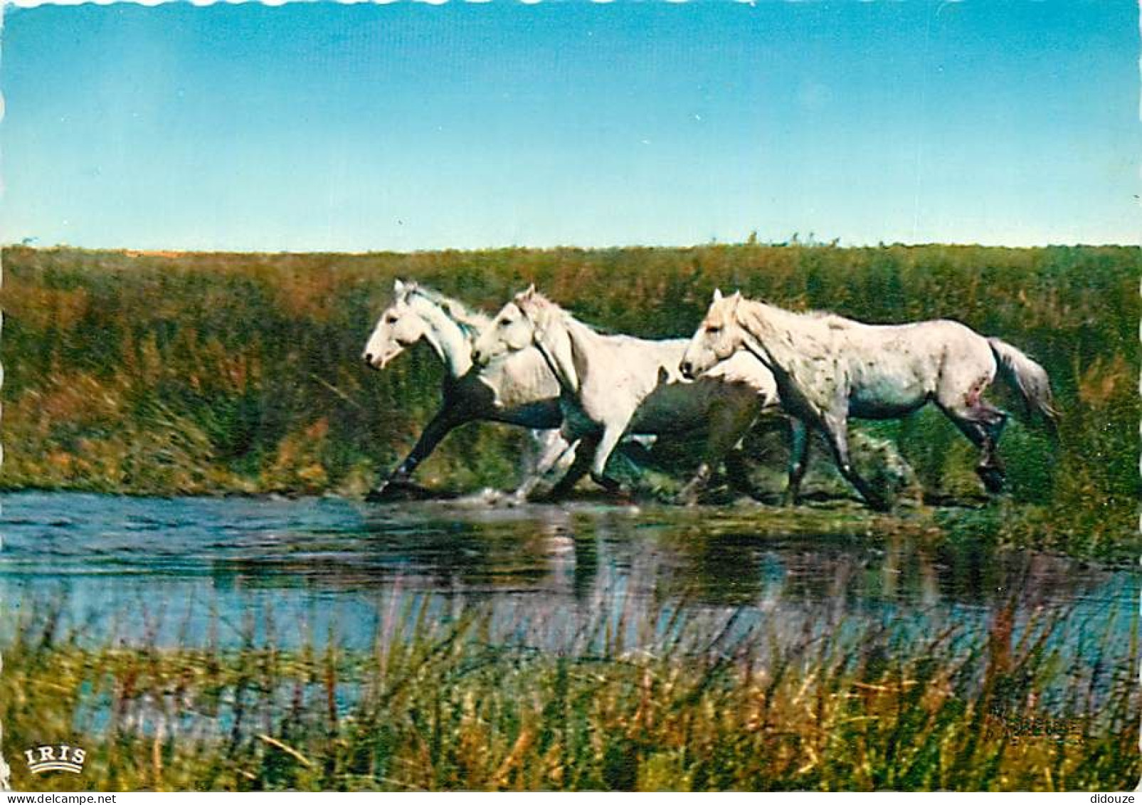 Animaux - Chevaux - Camargue - Sous Un Soleil Ardent, Dans Les Espaces Infinis Des Blancs Chevaux Libres De Toute Entrav - Pferde