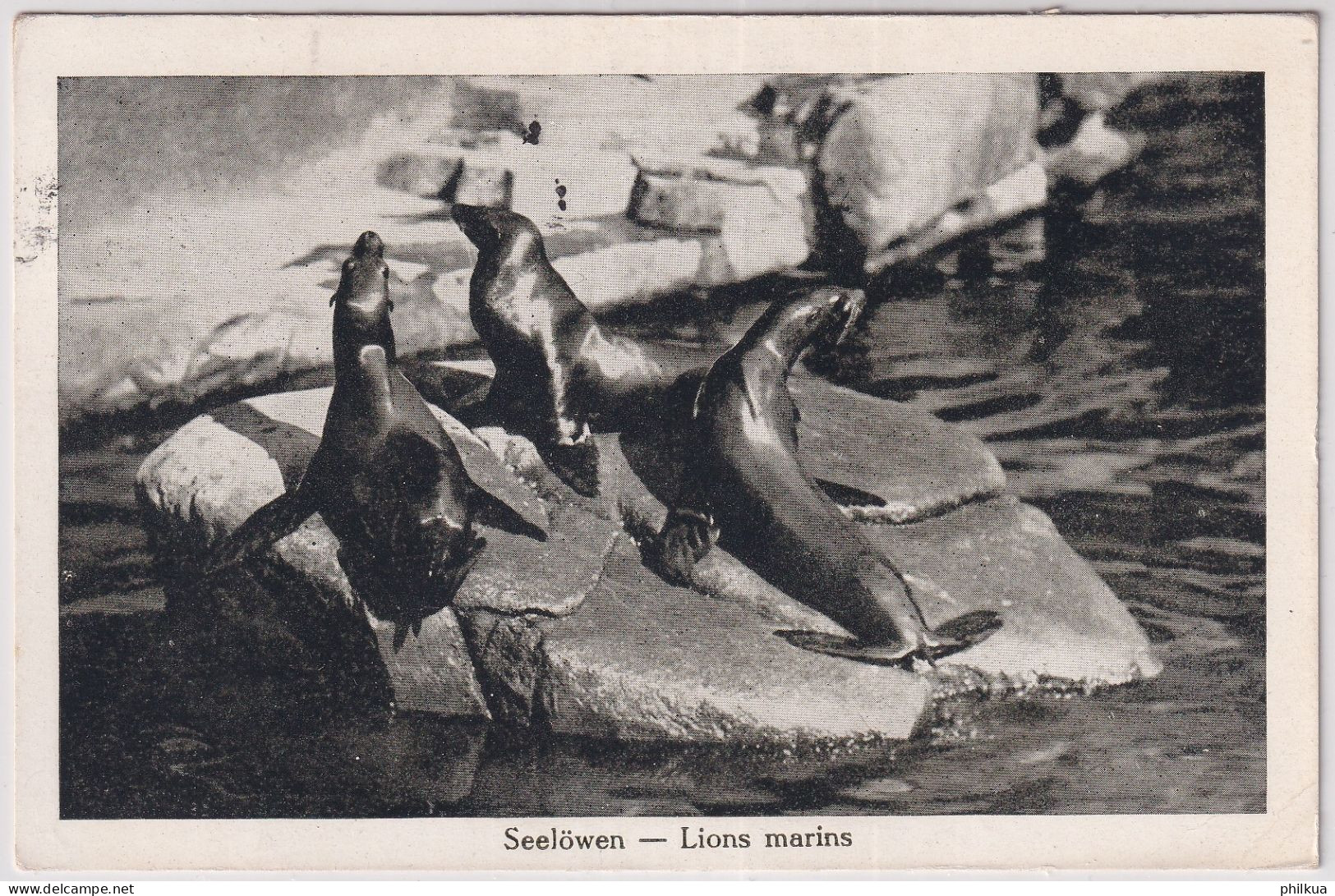 Zoologischer Garten Basel - Seelöwen - Lions Marins - Gelaufen 1927 Basel 2 - Basel