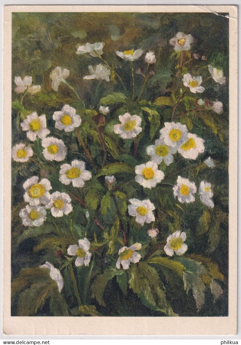 Zeltner Künstlerkarte - 16 Eisenhutblättriger Hahnenfuss - Gelaufen 1936 Ab Neuchâtel - Fleurs