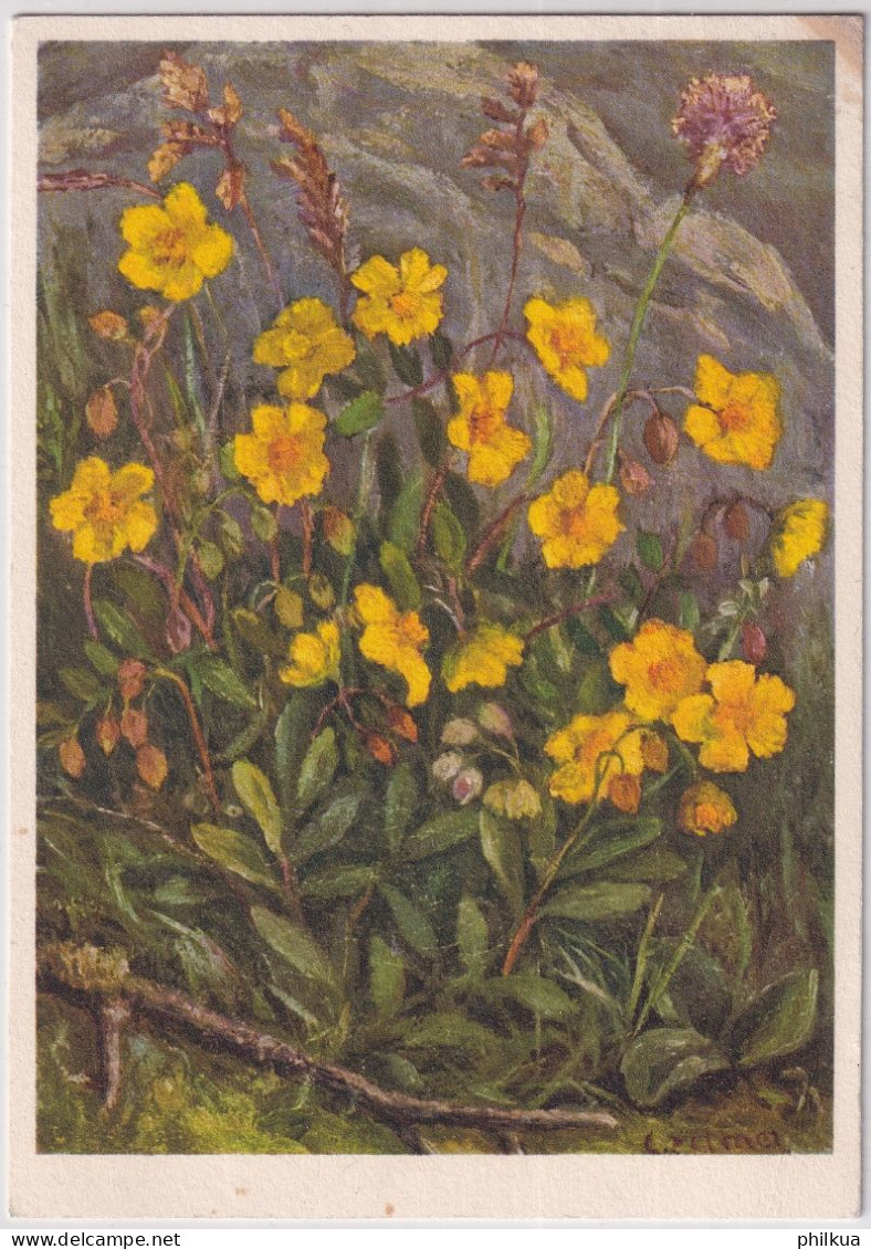 Zeltner Künstlerkarte - 87 Gemeines Sonnenröschen - Gelaufen 1935 Ab Bern - Fleurs