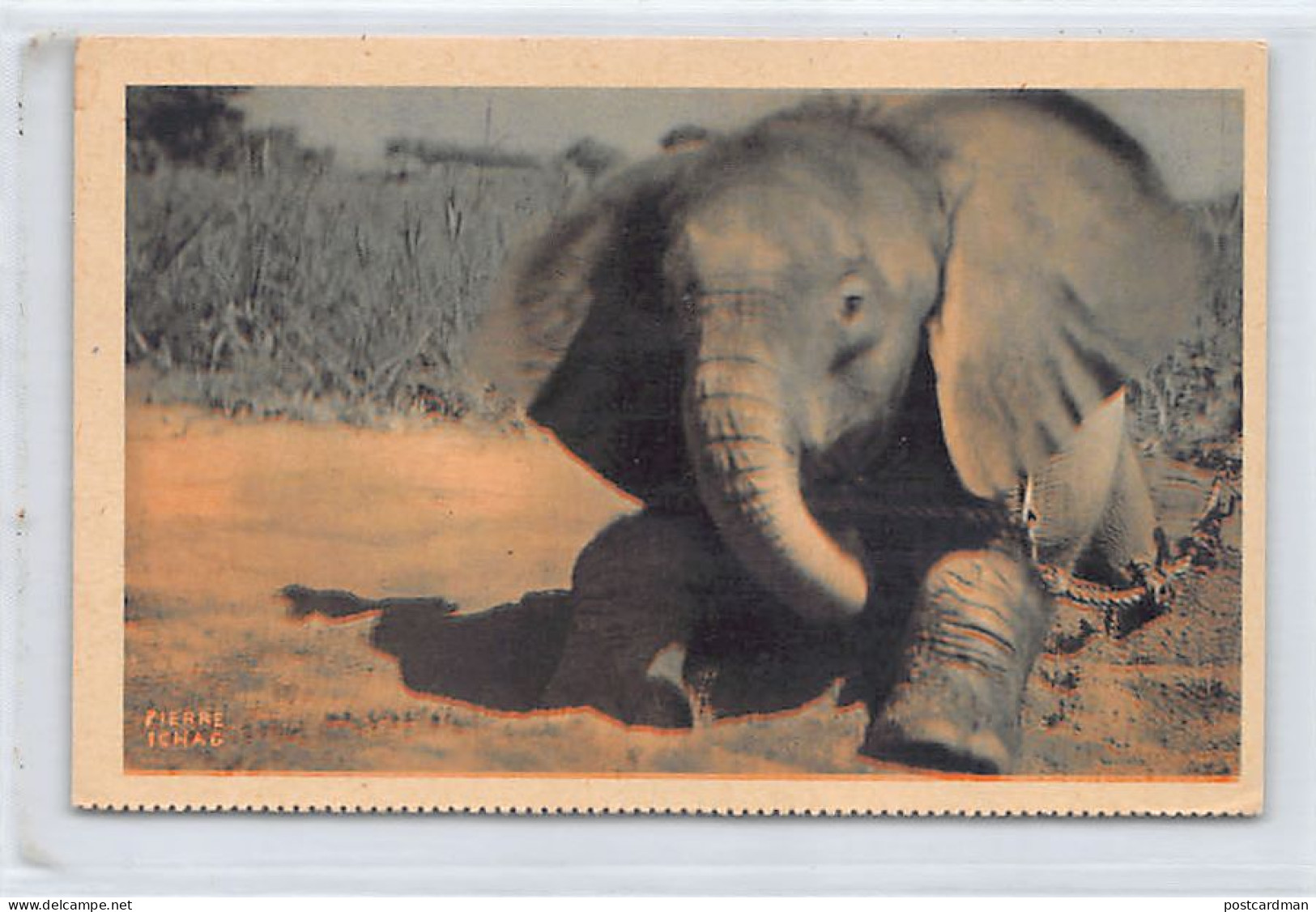 Tchad - Un Jeune éléphant - Ed. Cyprien Fabre  - Chad