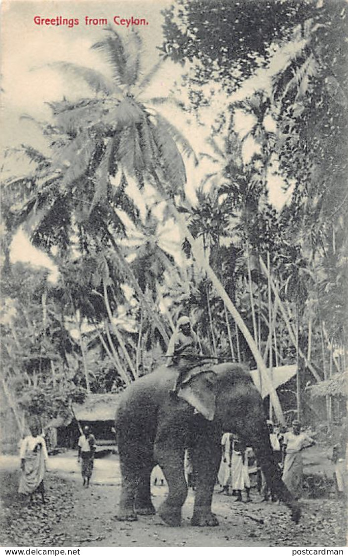 Sri Lanka - Tamed Elephant - Publ. Plâté & Co.  - Sri Lanka (Ceilán)