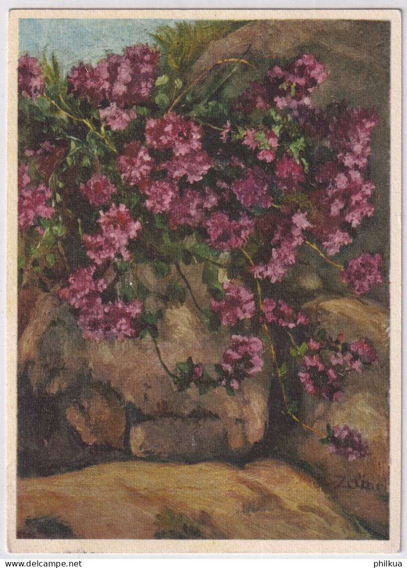 Zeltner Künstlerkarte - Feld-Thymian - Gelaufen 1930 Ab Interlaken - Fleurs