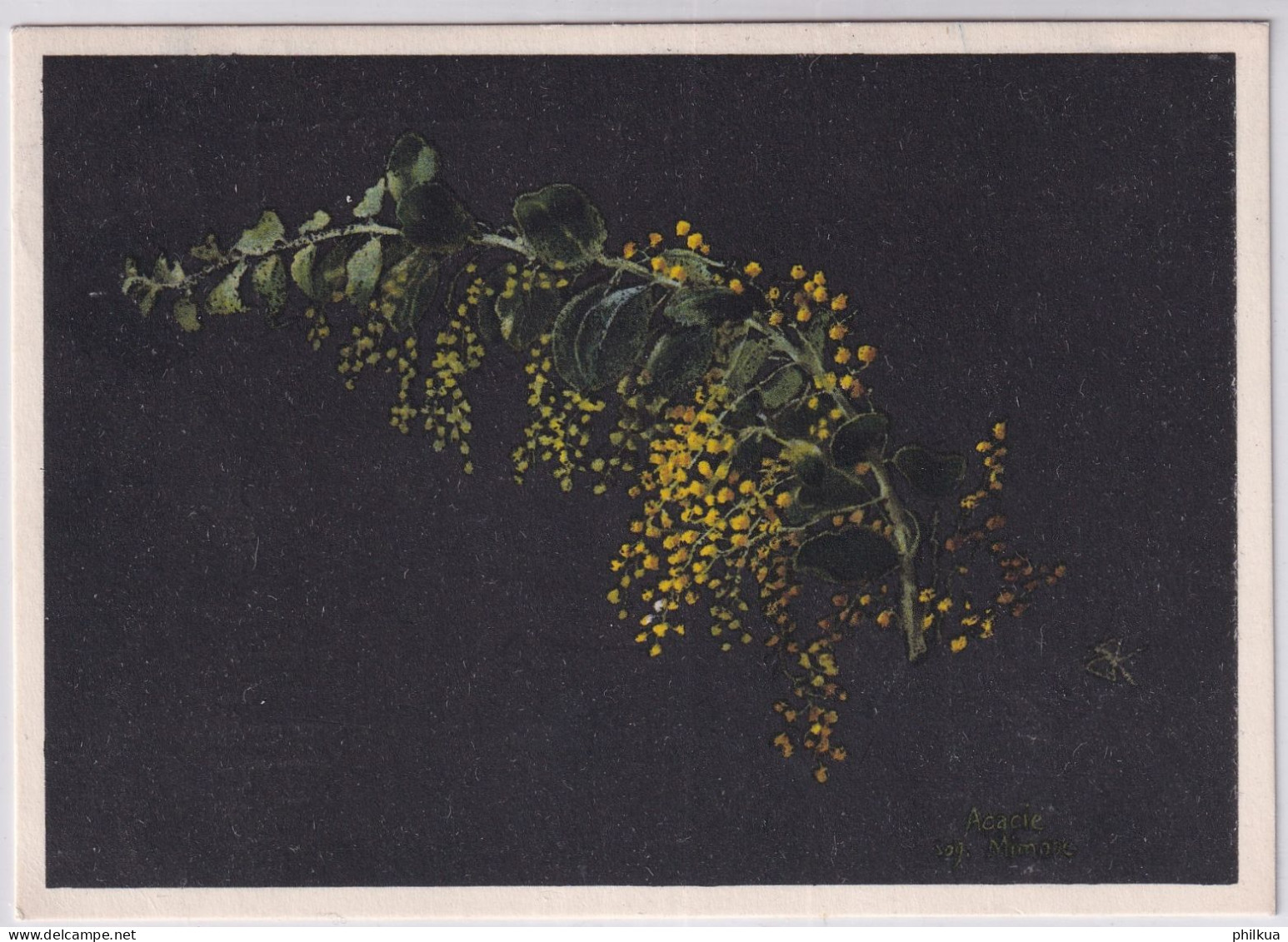 E.Kreidolf Mimose (Pastell) Mimosa (pastello) - Gelaufen 1945 Ab Thun - Zugunsten Der Soldatenlese- Und Schreibstuben - Bloemen