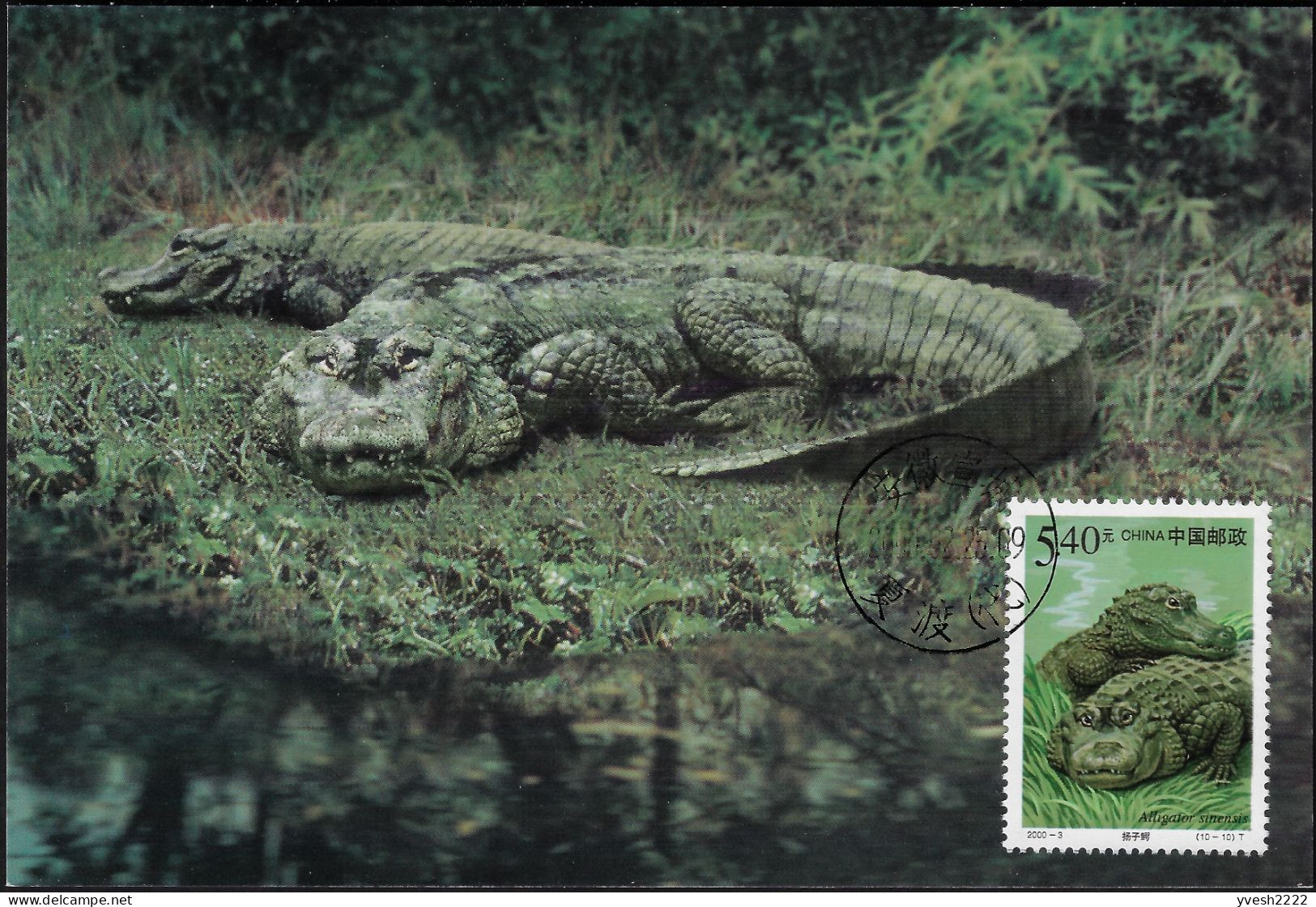 Chine 2000 Y&T 3782 Sur Carte Maximum. Faune Protégée, Alligator De Rivière - Otros & Sin Clasificación