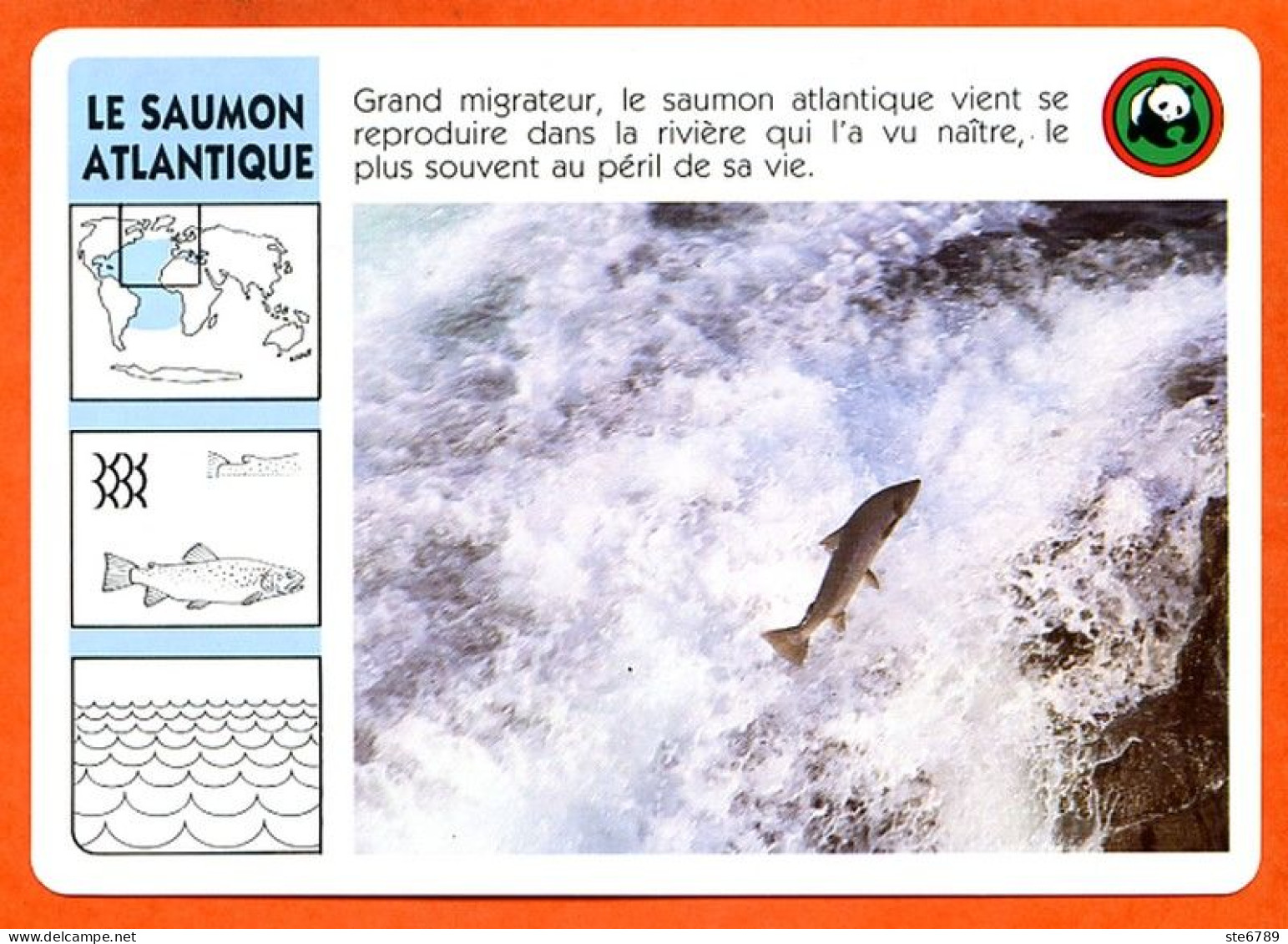 WWF LE SAUMON ATLANTIQUE Animaux  Animal Poissons Poisson Fiche Illustree Documentée - Tiere