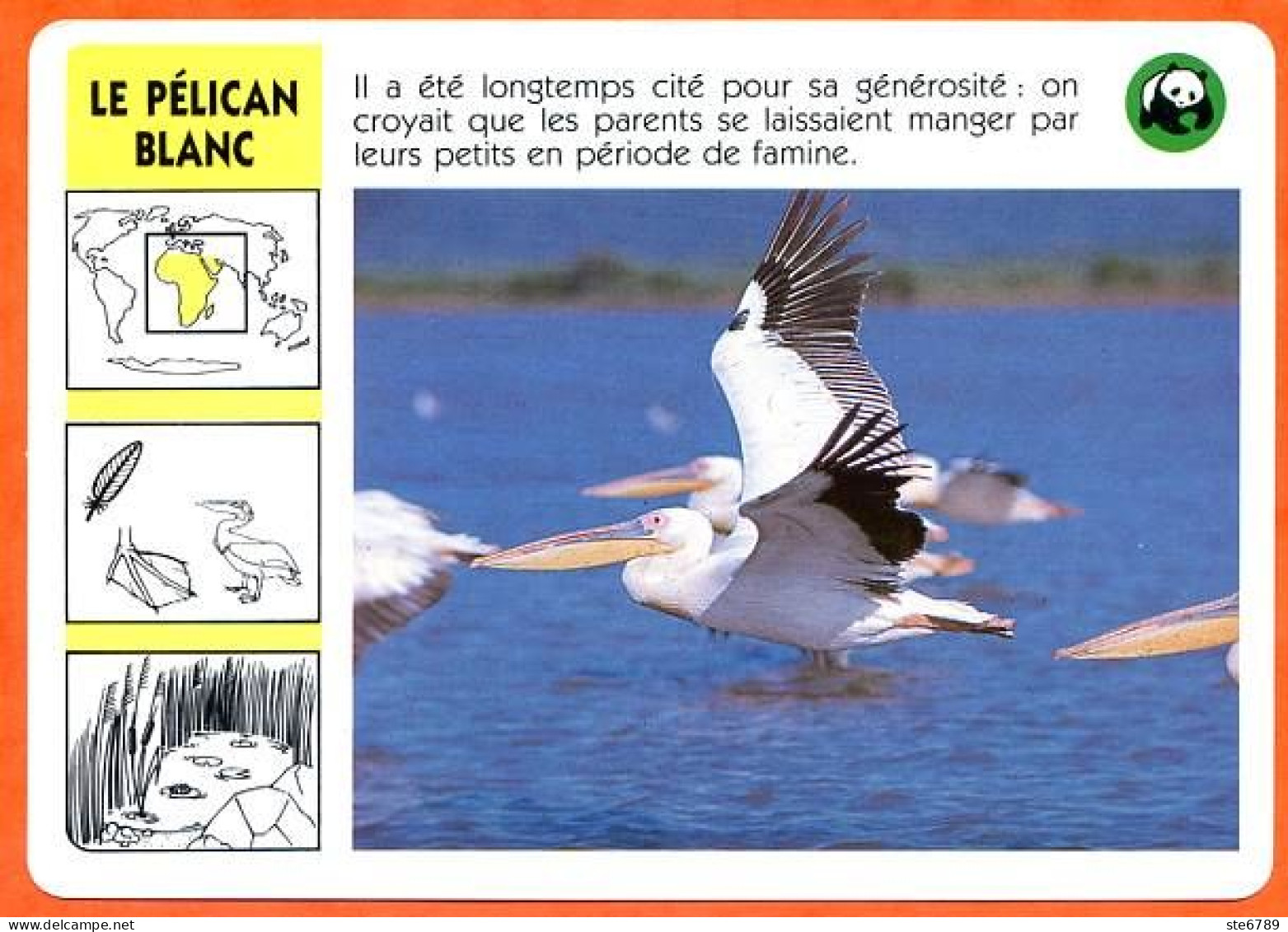 WWF LE PELICAN BLANC  Oiseau Animaux  Animal Fiche Illustree Documentée - Animali