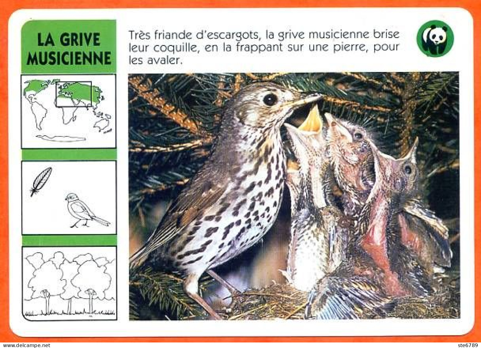 WWF LA GRIVE MUSICIENNE  Oiseau Animaux  Animal Fiche Illustree Documentée - Dieren