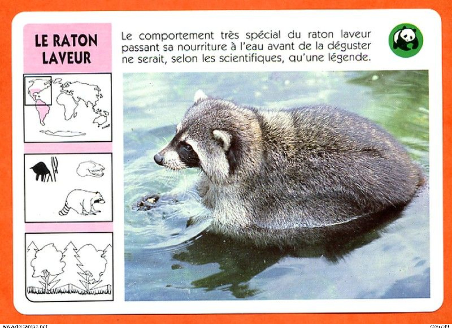 WWF LE RATON LAVEUR  Animaux  Animal Fiche Illustree Documentée - Tiere