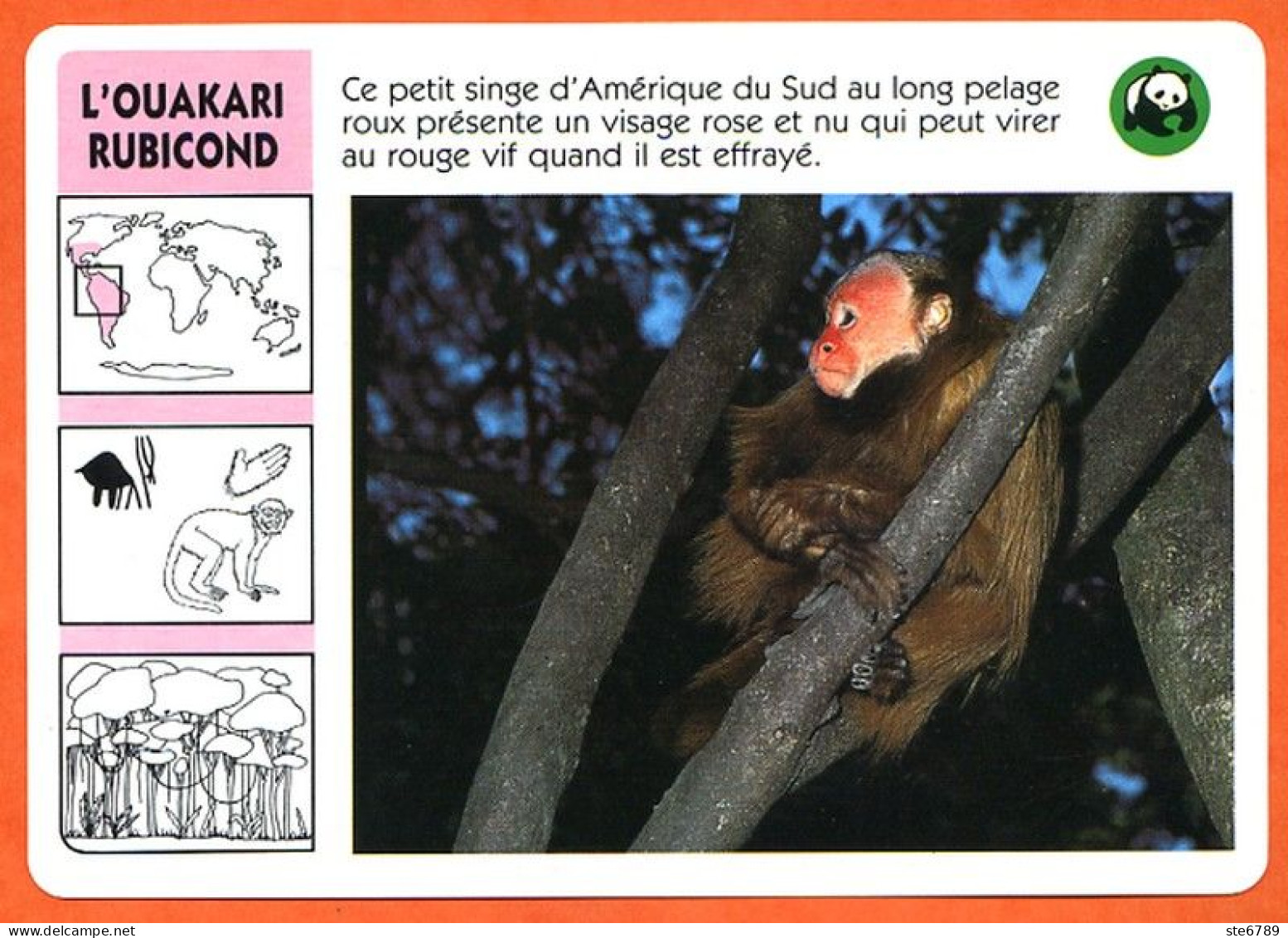 WWF OUAKARI RUBICOND Animaux  Animal Singe Fiche Illustree Documentée - Animals