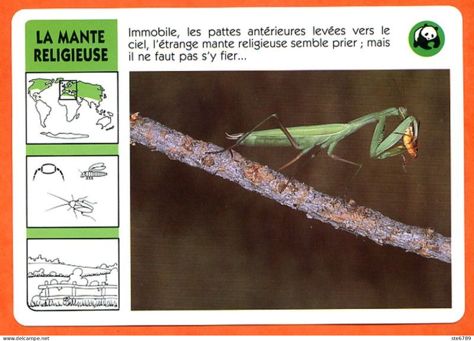 WWF LA MANTE RELIGIEUSE Animaux  Animal Insecte Fiche Illustree Documentée - Dieren
