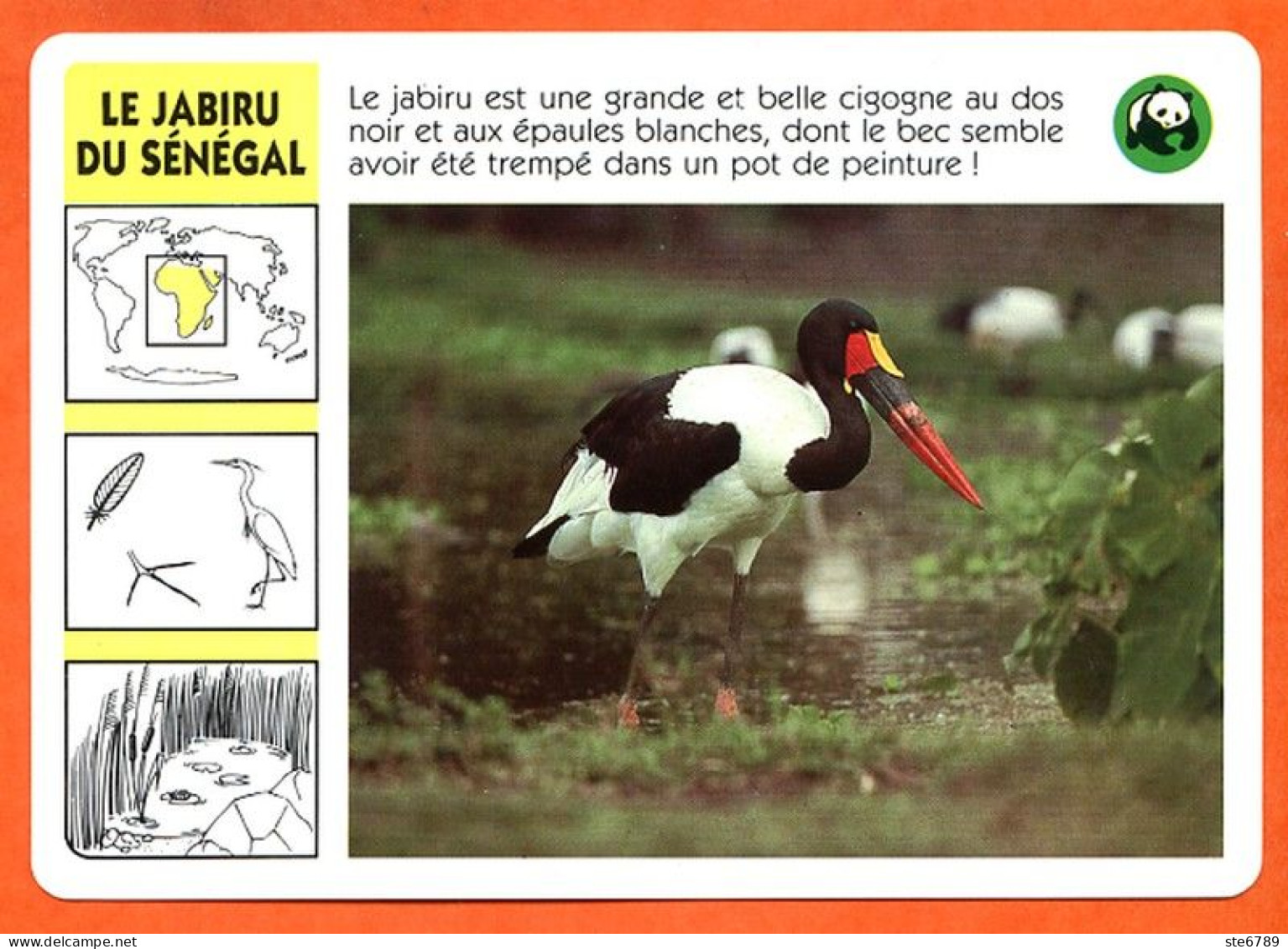 WWF LE JABIRU DU SENEGAL Animaux  Animal Oiseau Fiche Illustree Documentée - Animali