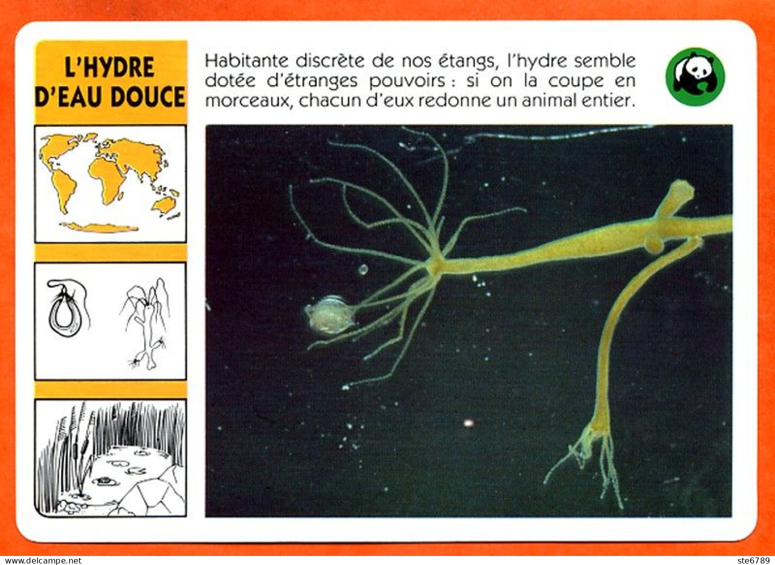 WWF HYDRE D'EAU DOUCE   Animaux  Animal Fiche Illustree Documentée - Animaux