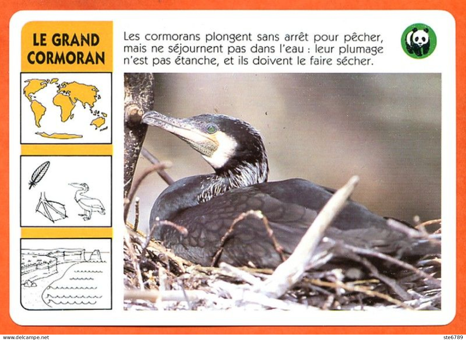 WWF LE GRAND CORMORAN  Animaux  Animal Oiseau Fiche Illustree Documentée - Animaux