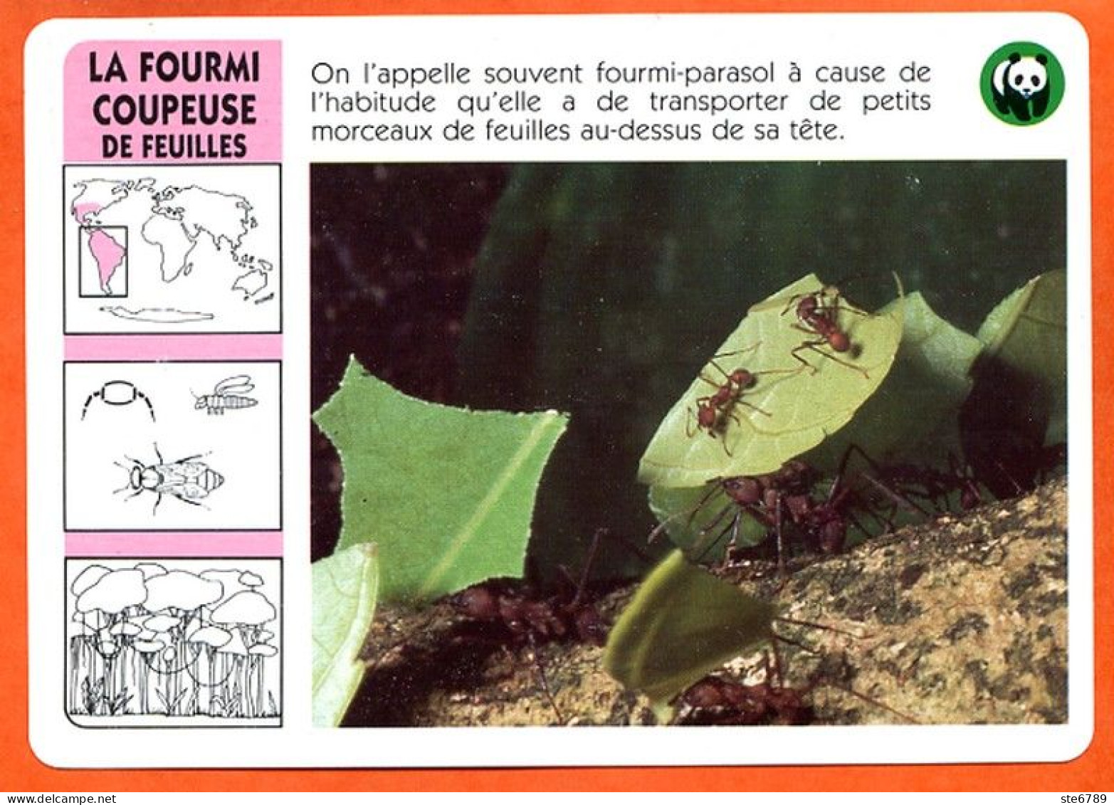 WWF LA FOURMI COUPEUSE Animaux  Animal Insecte Fiche Illustree Documentée - Animals