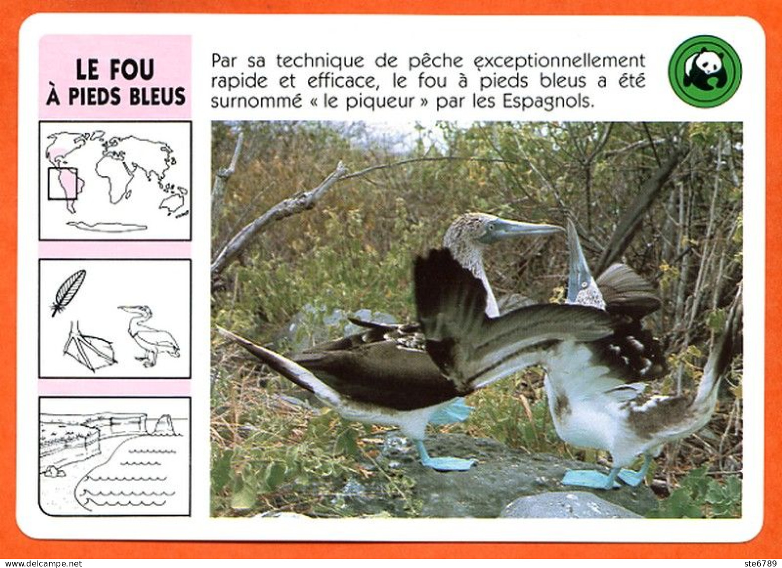 WWF LE FOU A PIEDS BLEUS Animaux  Animal Oiseau Fiche Illustree Documentée - Animales