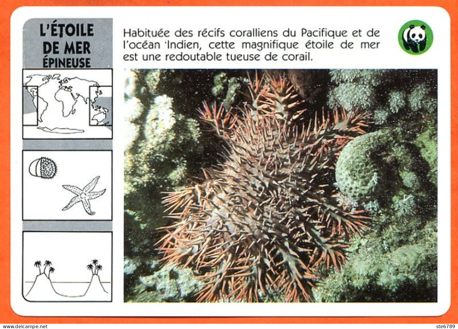 WWF ETOILE DE MER EPINEUSE  Animaux  Animal Fiche Illustree Documentée - Animals